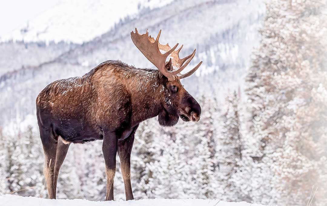 The Wonder of Winter Wildlife - Mt Washington Valley Vibe