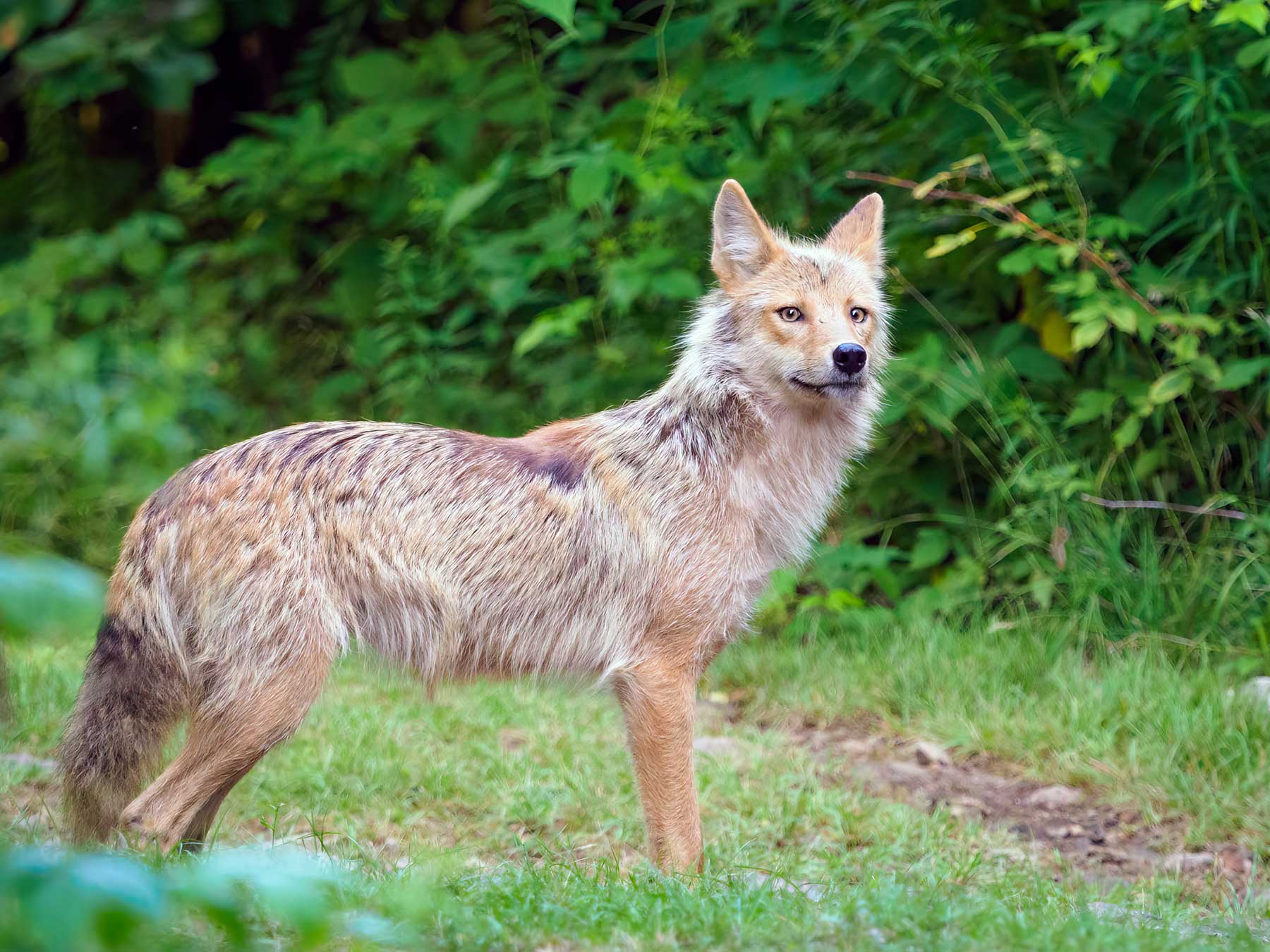 Coyotes. We see these frequently around our neighborhood. They don